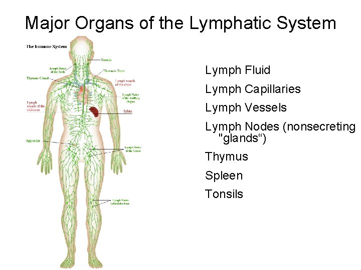 Major Organs of the Lymphatic System Lymph Fluid Lymph Capillaries Lymph Vessels Lymph Nodes