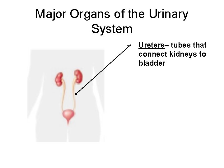 Major Organs of the Urinary System – Ureters– tubes that connect kidneys to bladder