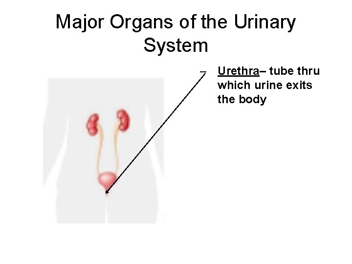 Major Organs of the Urinary System – Urethra– tube thru which urine exits the