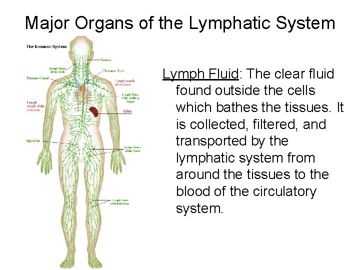Major Organs of the Lymphatic System Lymph Fluid: The clear fluid found outside the