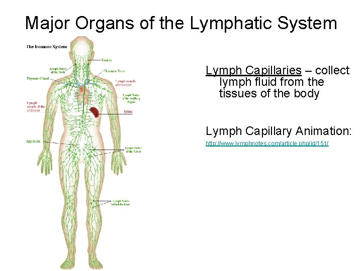 Major Organs of the Lymphatic System Lymph Capillaries – collect lymph fluid from the