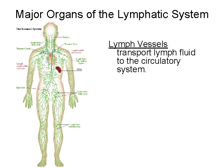 Major Organs of the Lymphatic System Lymph Vessels transport lymph fluid to the circulatory