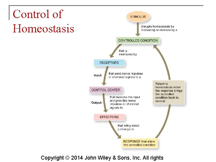 Control of Homeostasis Copyright © 2014 John Wiley & Sons, Inc. All rights 