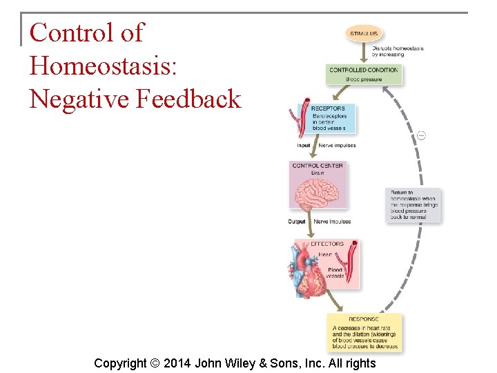 Control of Homeostasis: Negative Feedback Copyright © 2014 John Wiley & Sons, Inc. All