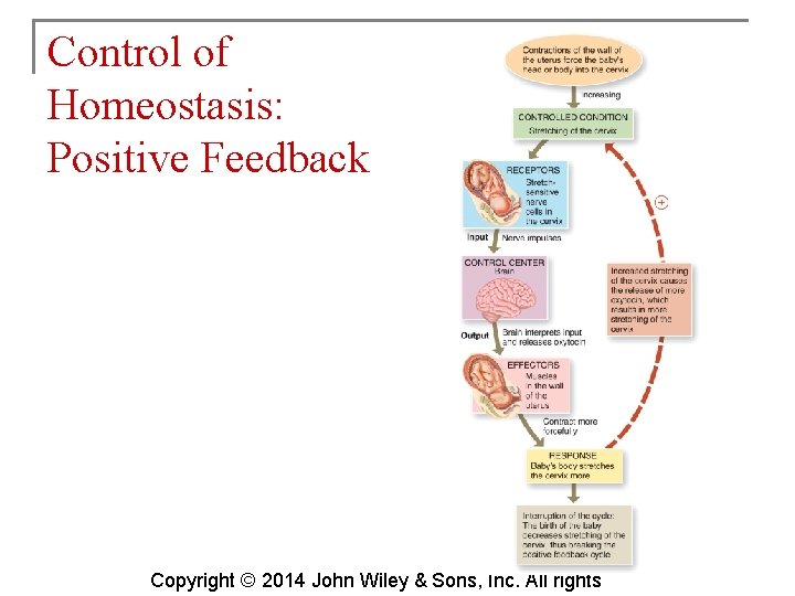 Control of Homeostasis: Positive Feedback Copyright © 2014 John Wiley & Sons, Inc. All