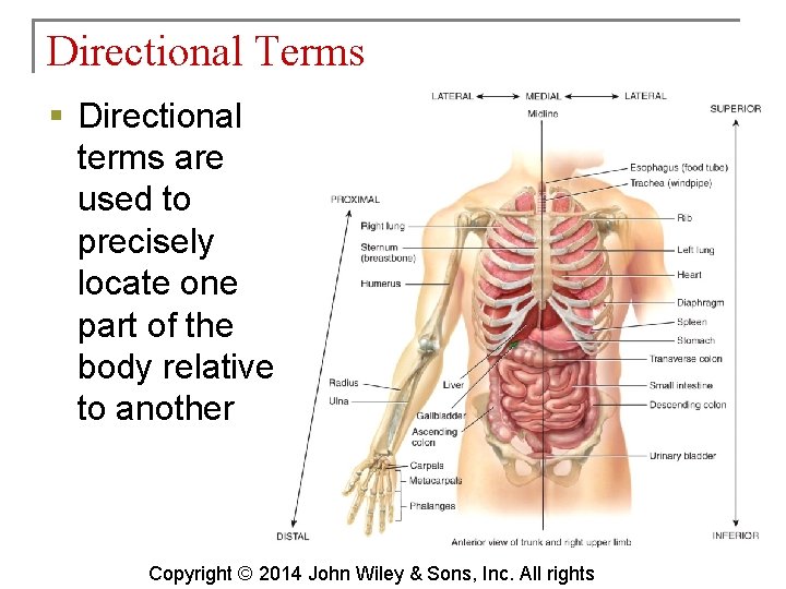 Directional Terms § Directional terms are used to precisely locate one part of the