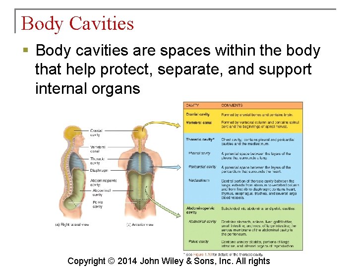 Body Cavities § Body cavities are spaces within the body that help protect, separate,