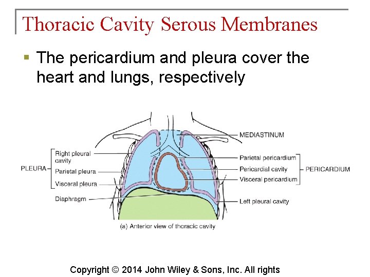 Thoracic Cavity Serous Membranes § The pericardium and pleura cover the heart and lungs,