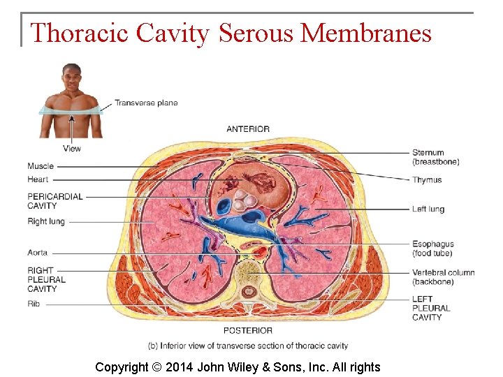 Thoracic Cavity Serous Membranes Copyright © 2014 John Wiley & Sons, Inc. All rights