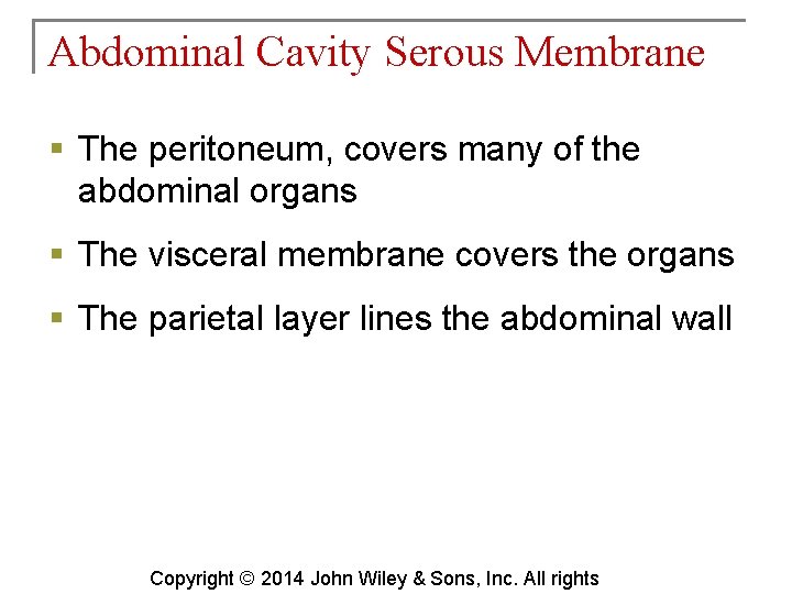 Abdominal Cavity Serous Membrane § The peritoneum, covers many of the abdominal organs §