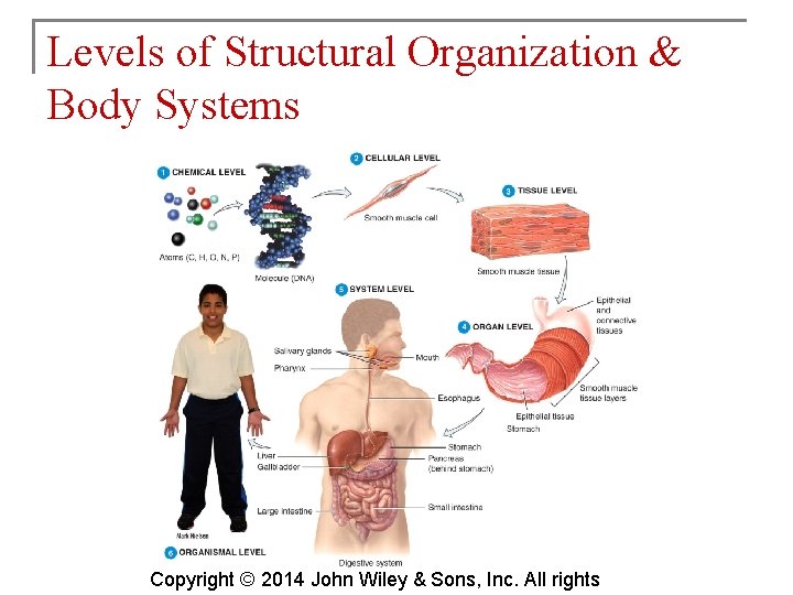 Levels of Structural Organization & Body Systems Copyright © 2014 John Wiley & Sons,