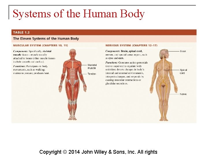 Systems of the Human Body Copyright © 2014 John Wiley & Sons, Inc. All