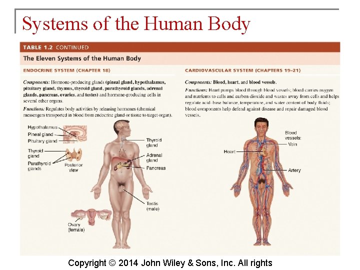 Systems of the Human Body Copyright © 2014 John Wiley & Sons, Inc. All