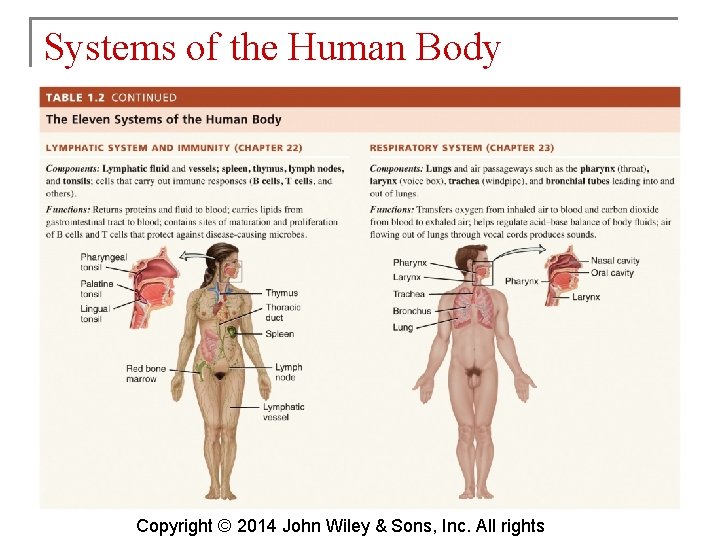 Systems of the Human Body Copyright © 2014 John Wiley & Sons, Inc. All