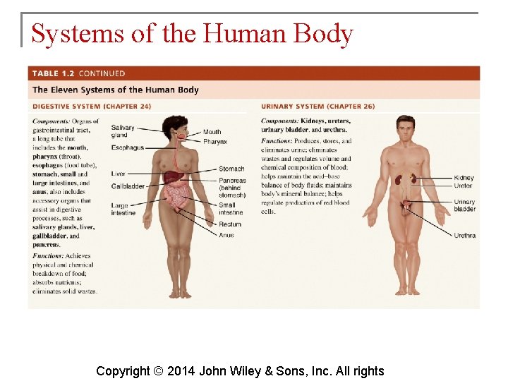 Systems of the Human Body Copyright © 2014 John Wiley & Sons, Inc. All