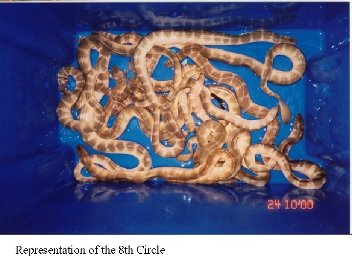 Representation of the 8 th Circle 