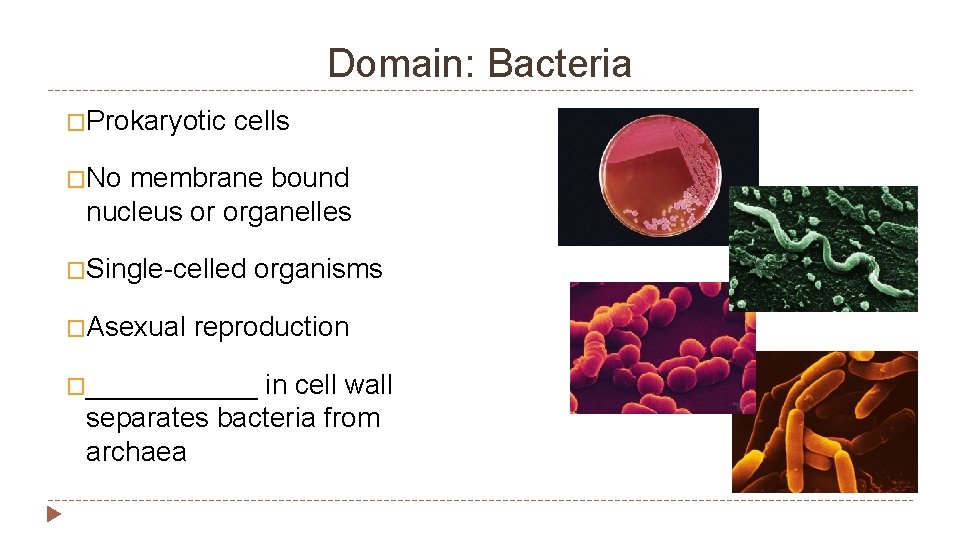 Domain: Bacteria �Prokaryotic cells �No membrane bound nucleus or organelles �Single-celled �Asexual organisms reproduction