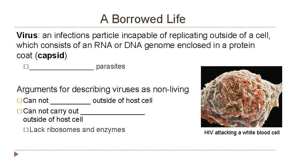 A Borrowed Life Virus: an infections particle incapable of replicating outside of a cell,