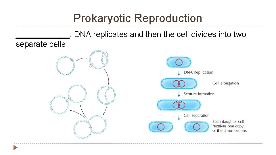 Prokaryotic Reproduction ______: DNA replicates and then the cell divides into two separate cells