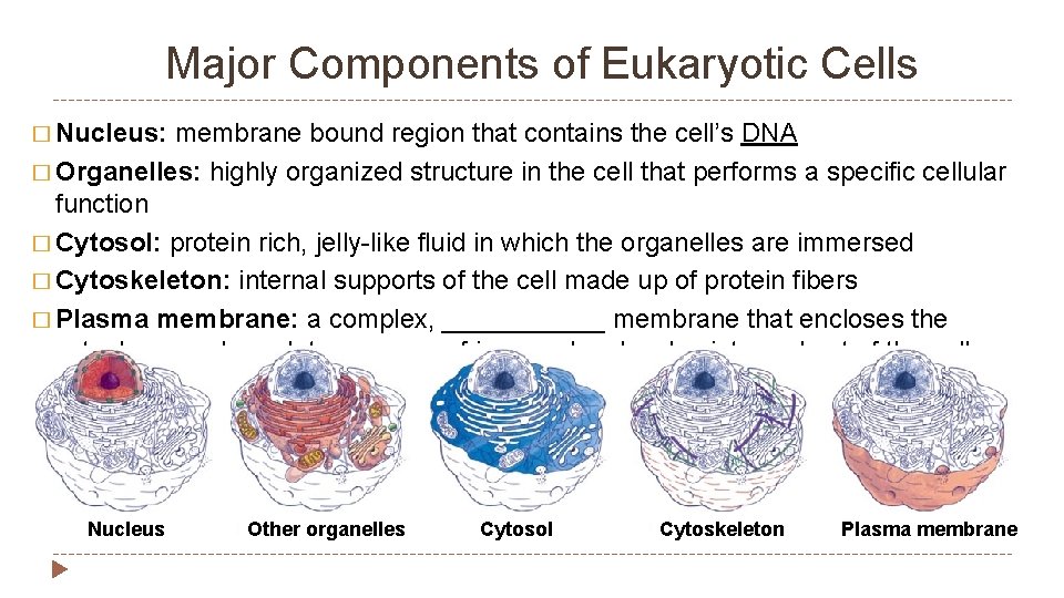 Major Components of Eukaryotic Cells � Nucleus: membrane bound region that contains the cell’s
