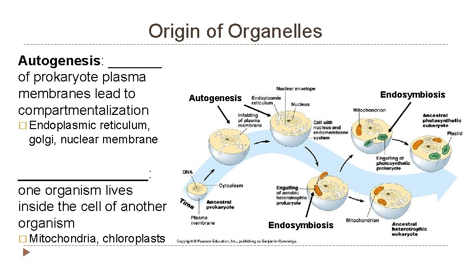 Origin of Organelles Autogenesis: _______ of prokaryote plasma membranes lead to compartmentalization Endosymbiosis Autogenesis