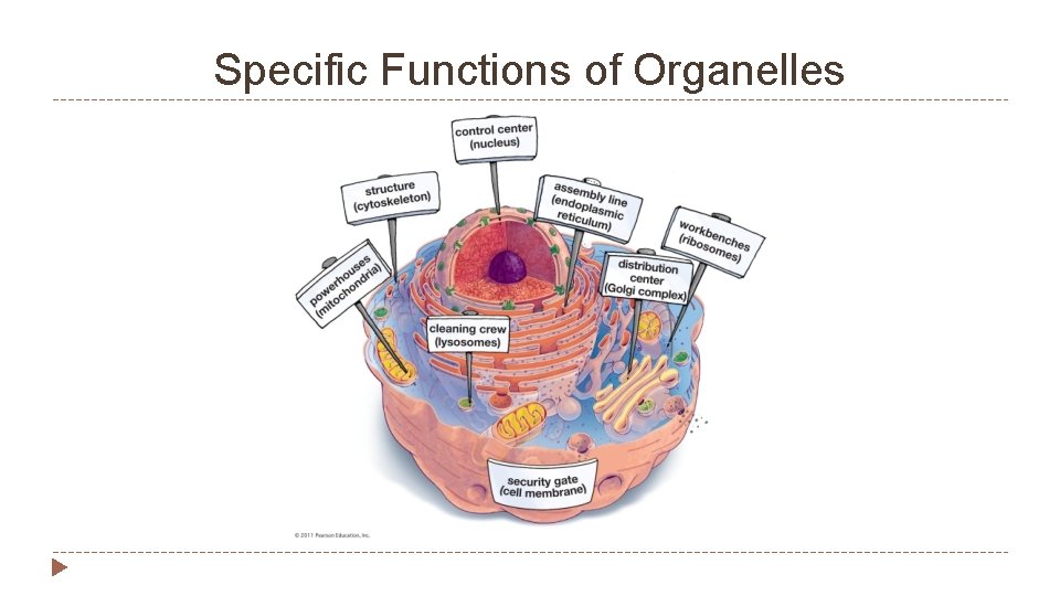 Specific Functions of Organelles 