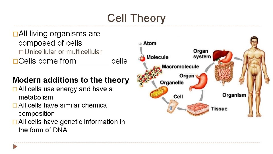 Cell Theory �All living organisms are composed of cells � Unicellular �Cells or multicellular