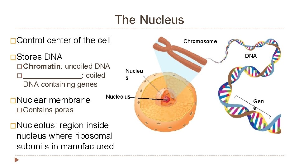 The Nucleus �Control �Stores center of the cell Chromosome DNA � Chromatin: uncoiled DNA