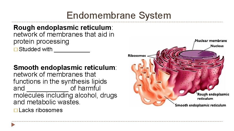 Endomembrane System Rough endoplasmic reticulum: network of membranes that aid in protein processing �