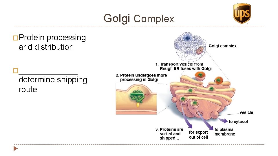 Golgi Complex �Protein processing and distribution �_______ determine shipping route 