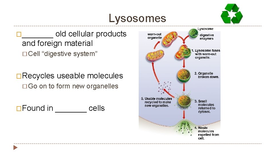 Lysosomes �_______ old cellular products and foreign material � Cell “digestive system” �Recycles �