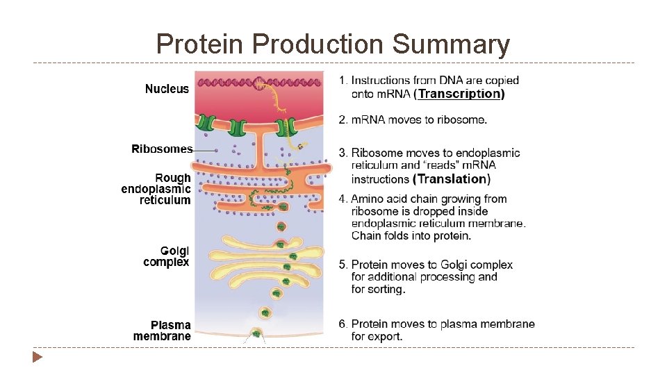 Protein Production Summary 