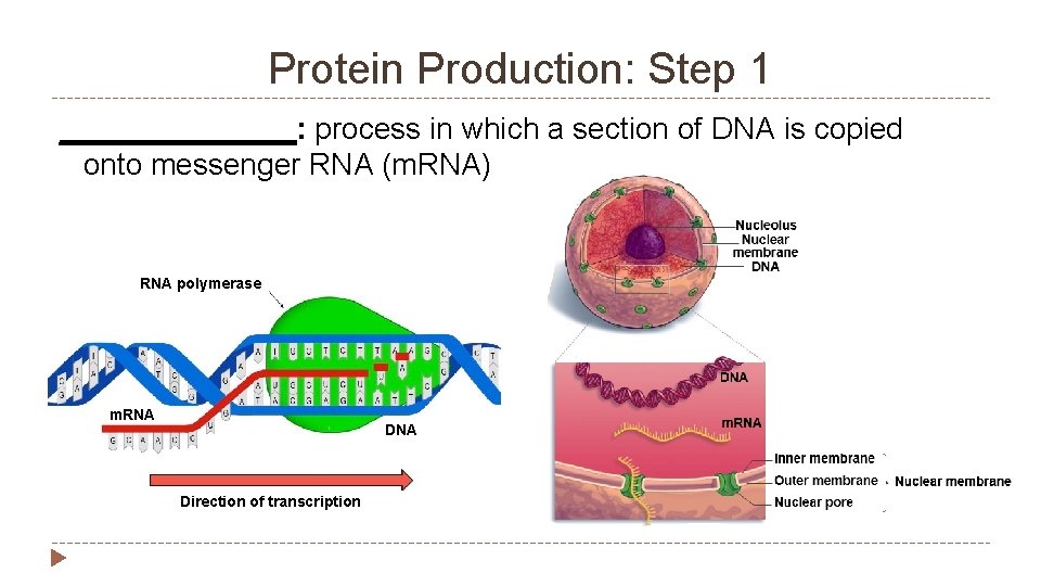 Protein Production: Step 1 _______: process in which a section of DNA is copied