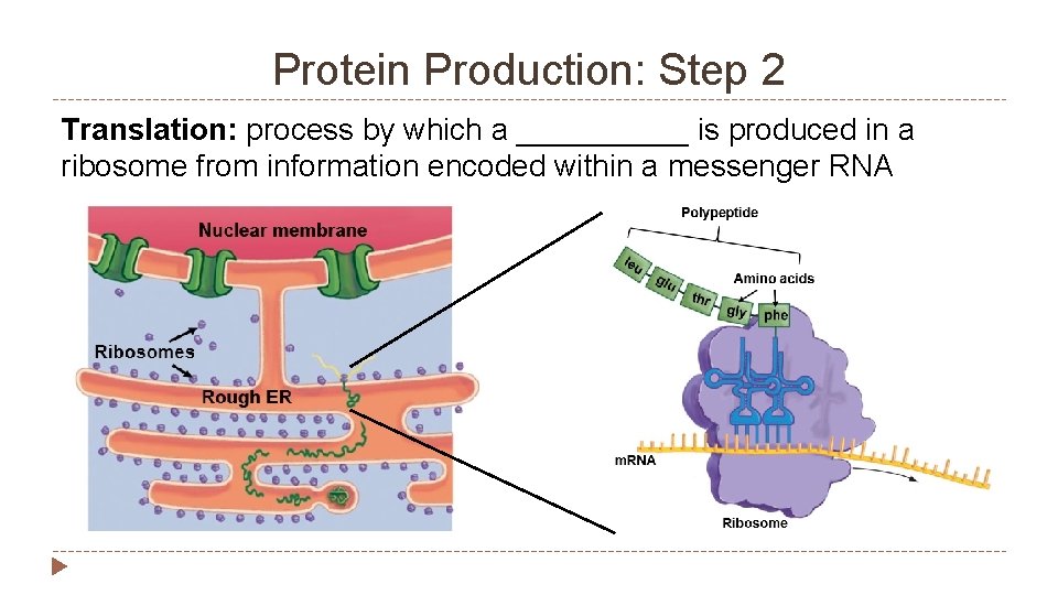 Protein Production: Step 2 Translation: process by which a _____ is produced in a