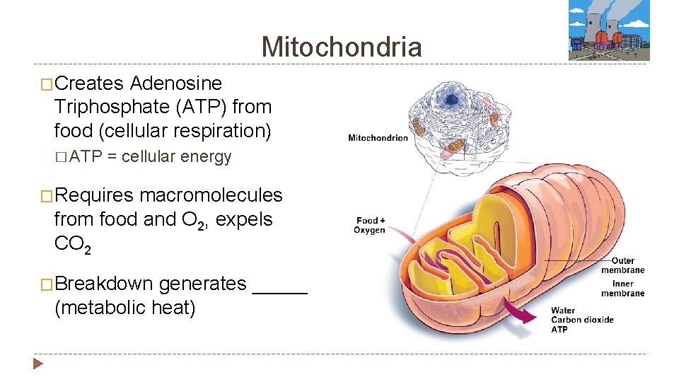 Mitochondria �Creates Adenosine Triphosphate (ATP) from food (cellular respiration) � ATP = cellular energy