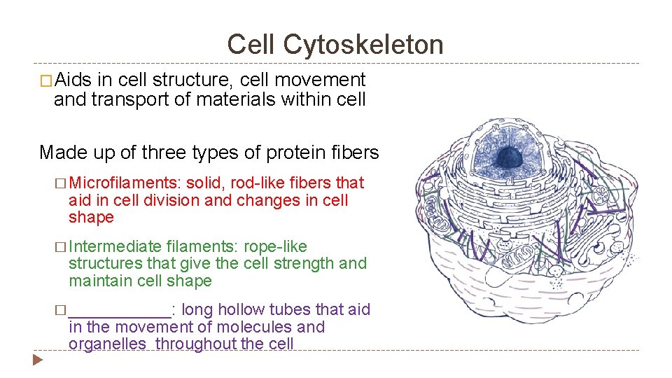 Cell Cytoskeleton �Aids in cell structure, cell movement and transport of materials within cell