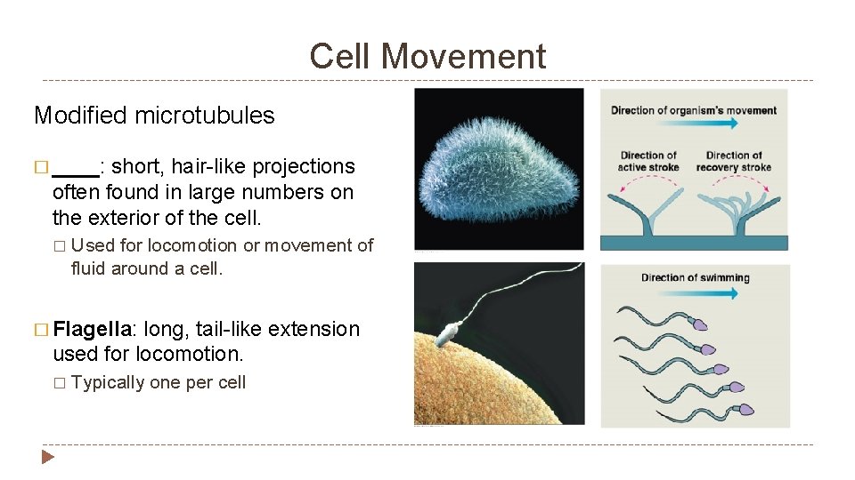 Cell Movement Modified microtubules � ____: short, hair-like projections often found in large numbers