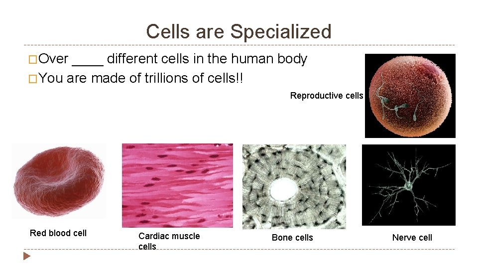 Cells are Specialized �Over ____ different cells in the human body �You are made