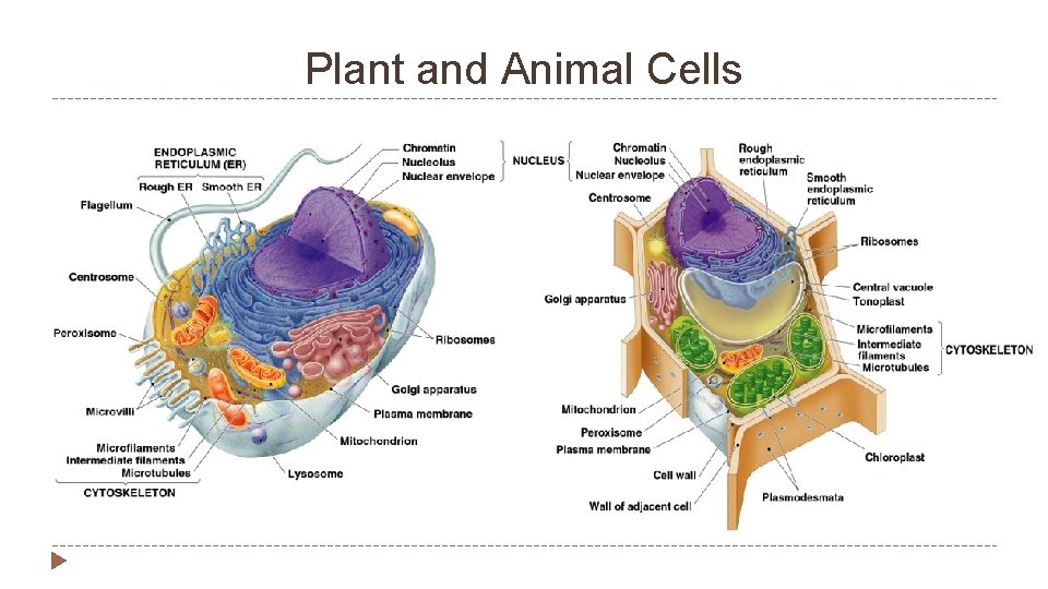 Plant and Animal Cells 