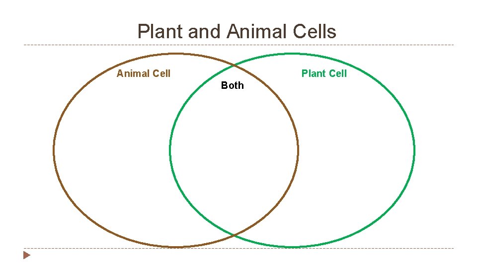 Plant and Animal Cells Animal Cell Plant Cell Both 