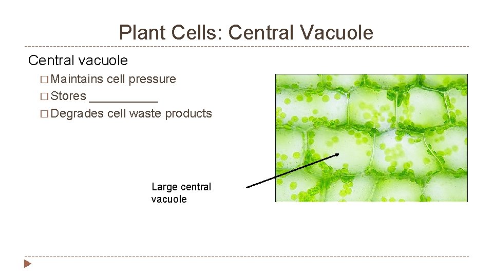 Plant Cells: Central Vacuole Central vacuole � Maintains cell pressure � Stores _____ �