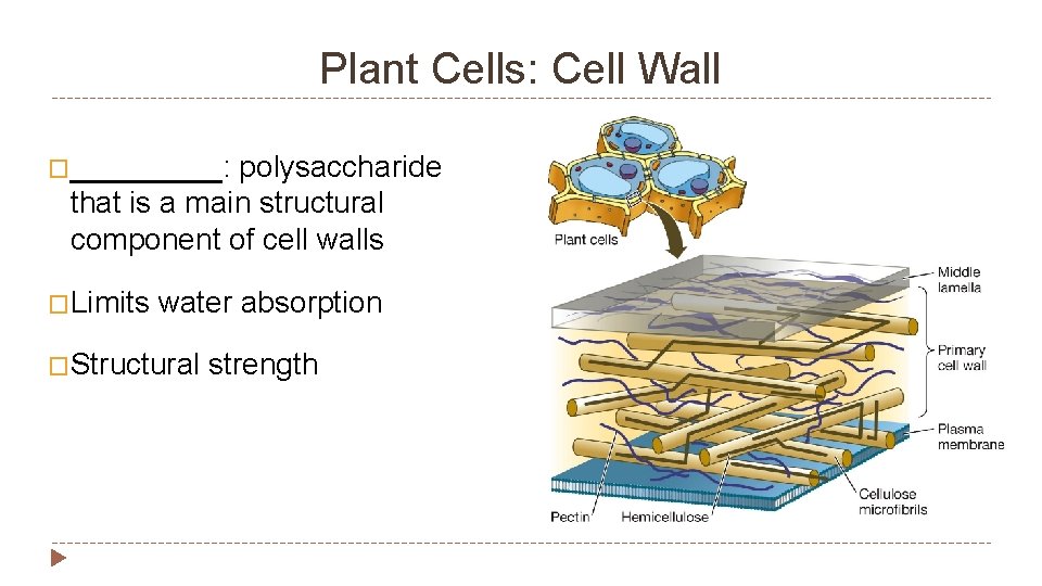 Plant Cells: Cell Wall �_____: polysaccharide that is a main structural component of cell