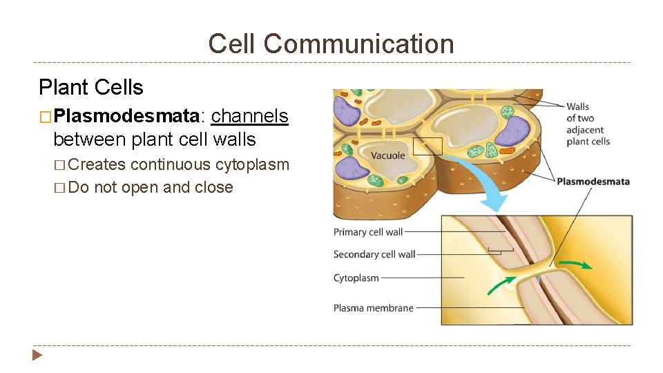 Cell Communication Plant Cells �Plasmodesmata: channels between plant cell walls � Creates continuous cytoplasm