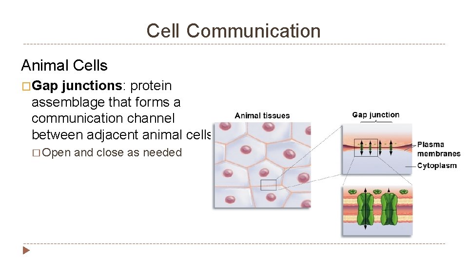 Cell Communication Animal Cells �Gap junctions: protein assemblage that forms a communication channel between