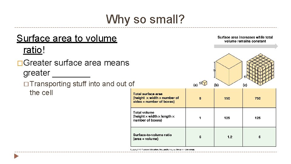 Why so small? Surface area to volume ratio! �Greater surface area means greater ____