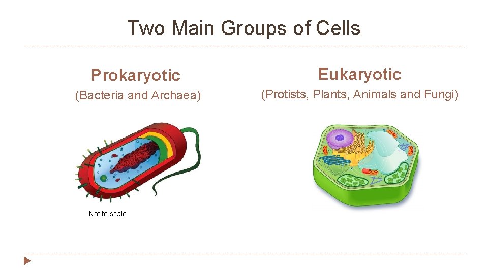 Two Main Groups of Cells Prokaryotic Eukaryotic (Bacteria and Archaea) (Protists, Plants, Animals and