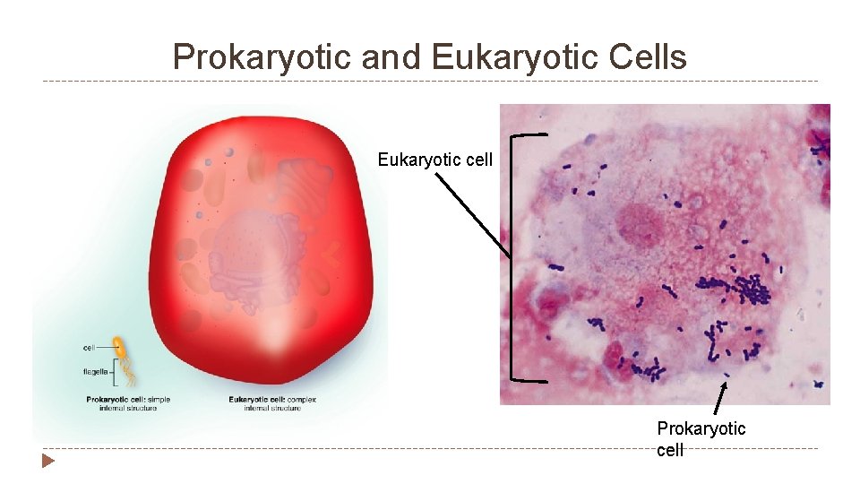 Prokaryotic and Eukaryotic Cells Eukaryotic cell Prokaryotic cell 