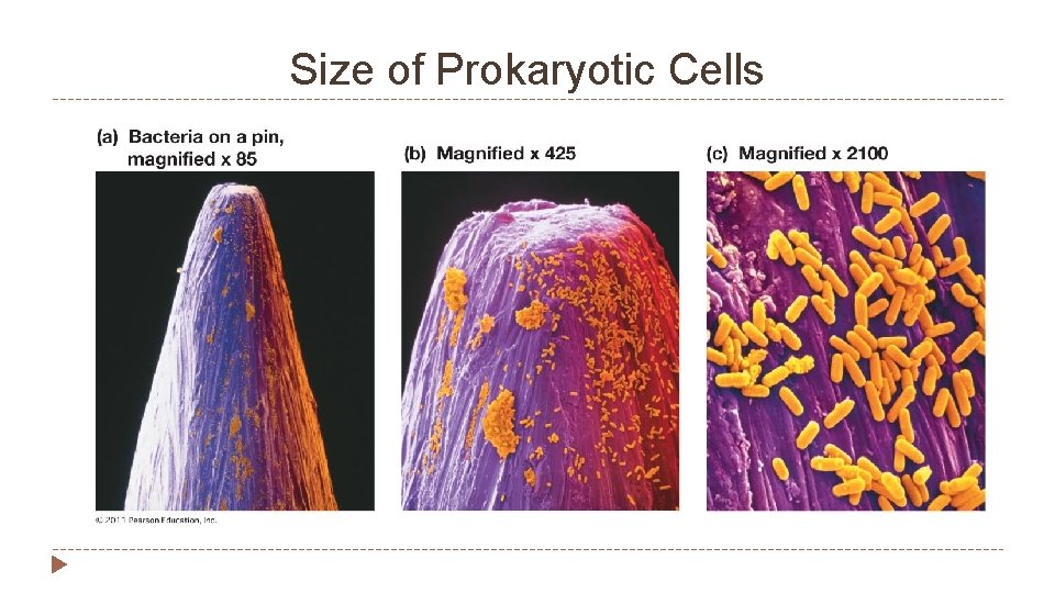 Size of Prokaryotic Cells 