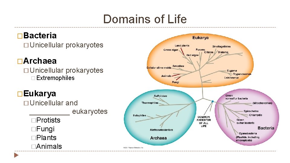 Domains of Life �Bacteria � Unicellular prokaryotes �Archaea � Unicellular prokaryotes � Extremophiles �Eukarya