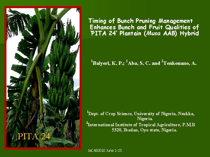Timing of Bunch Pruning Management Enhances Bunch and Fruit Qualities of ‘PITA 24’ Plantain